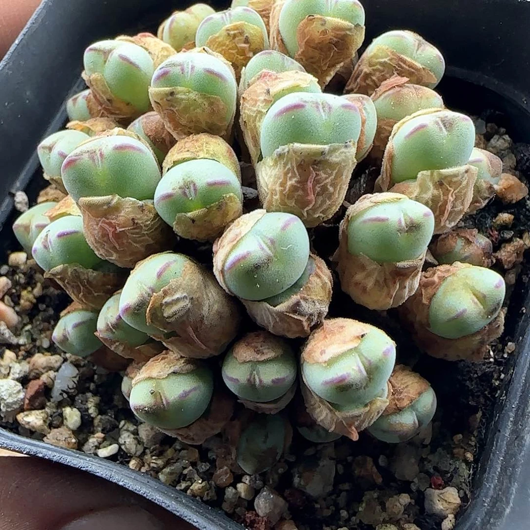 开播福利来啦41558