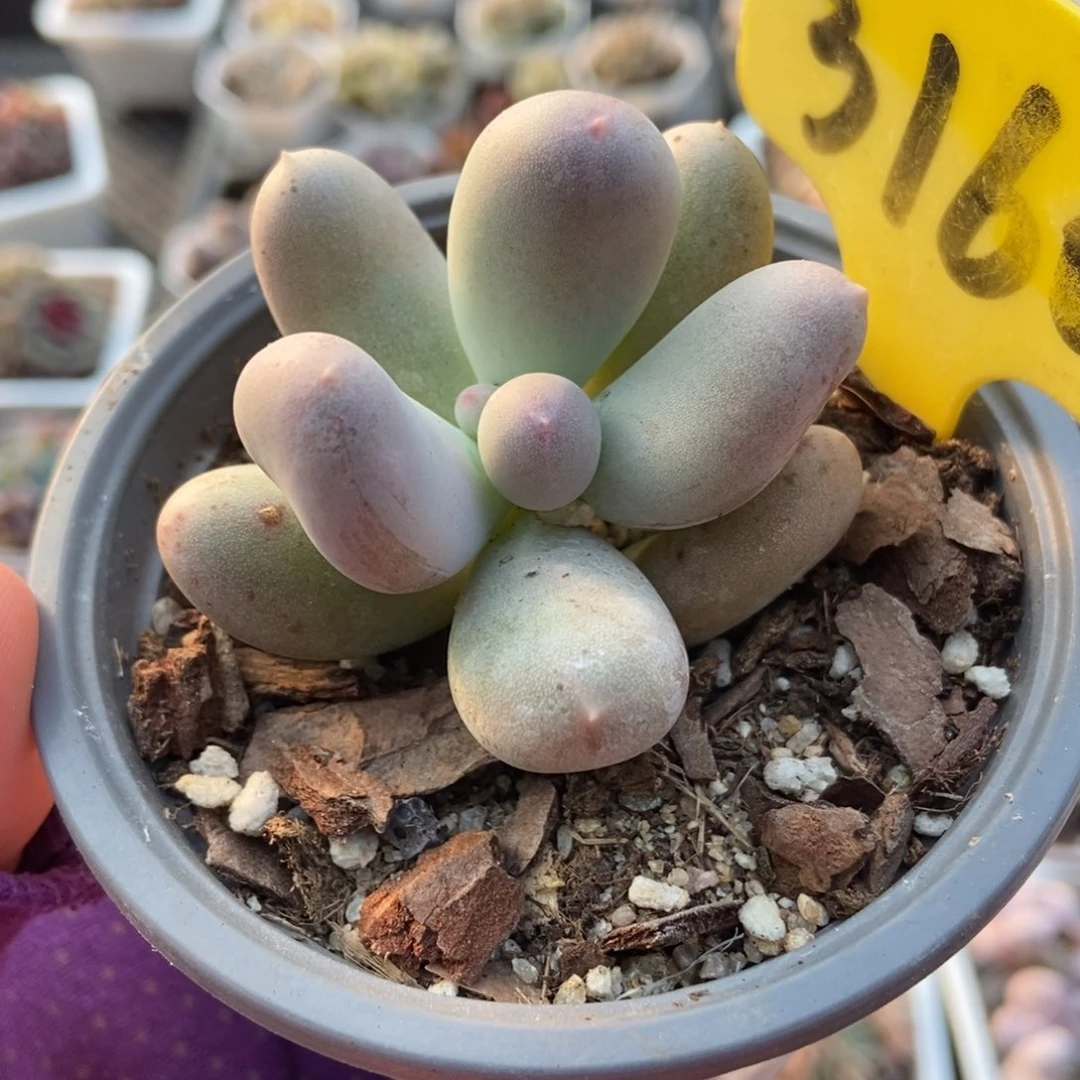 3160米可奶多肉植物