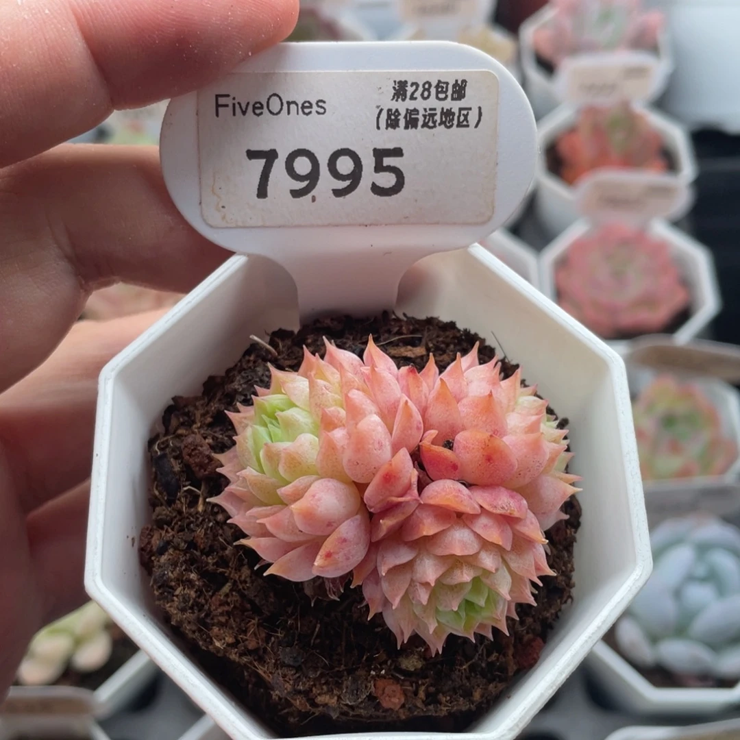 朱砂痣7995-4.5厘米