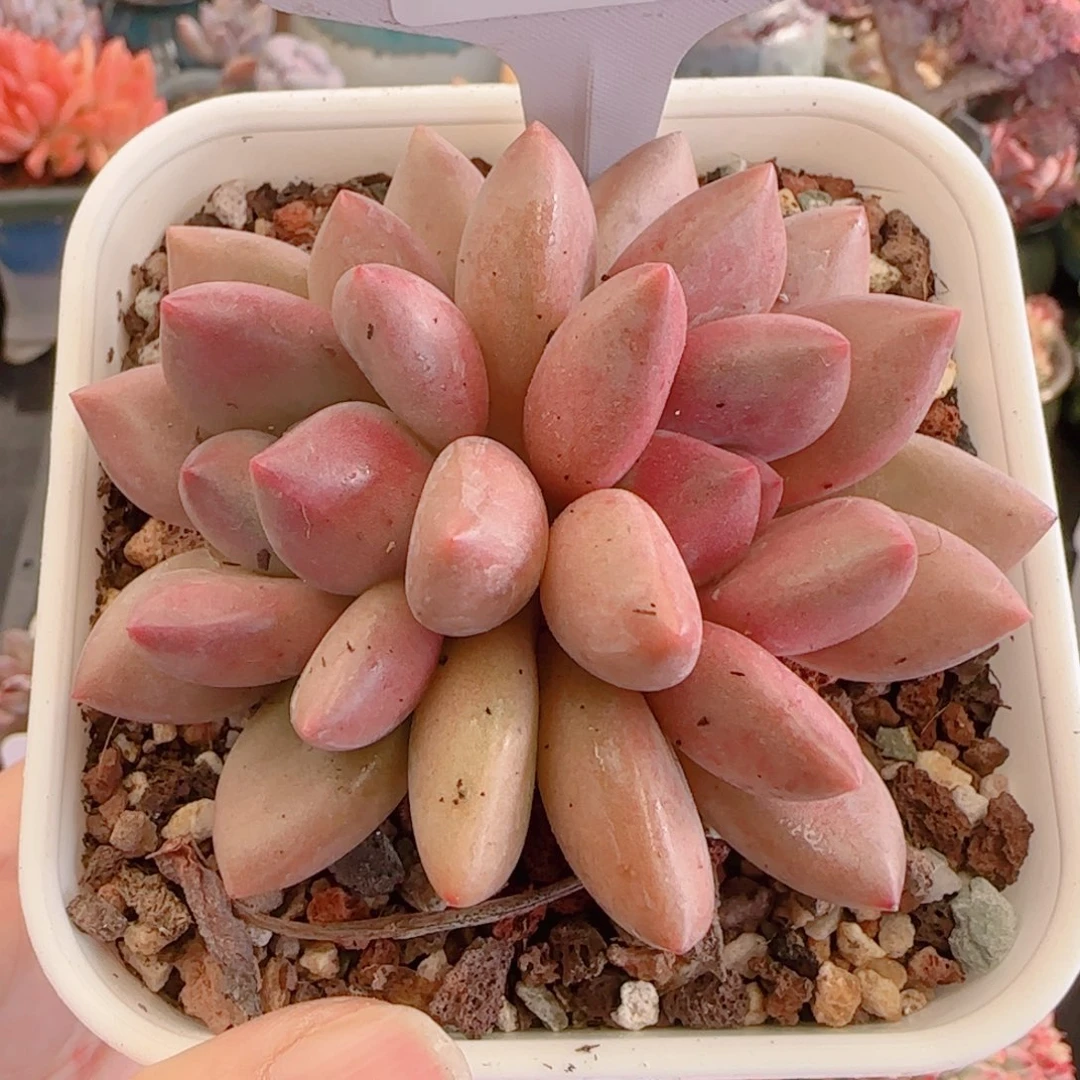 多肉植物3329…………..