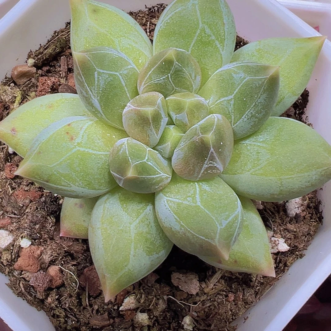 重楼19包邮多肉植物