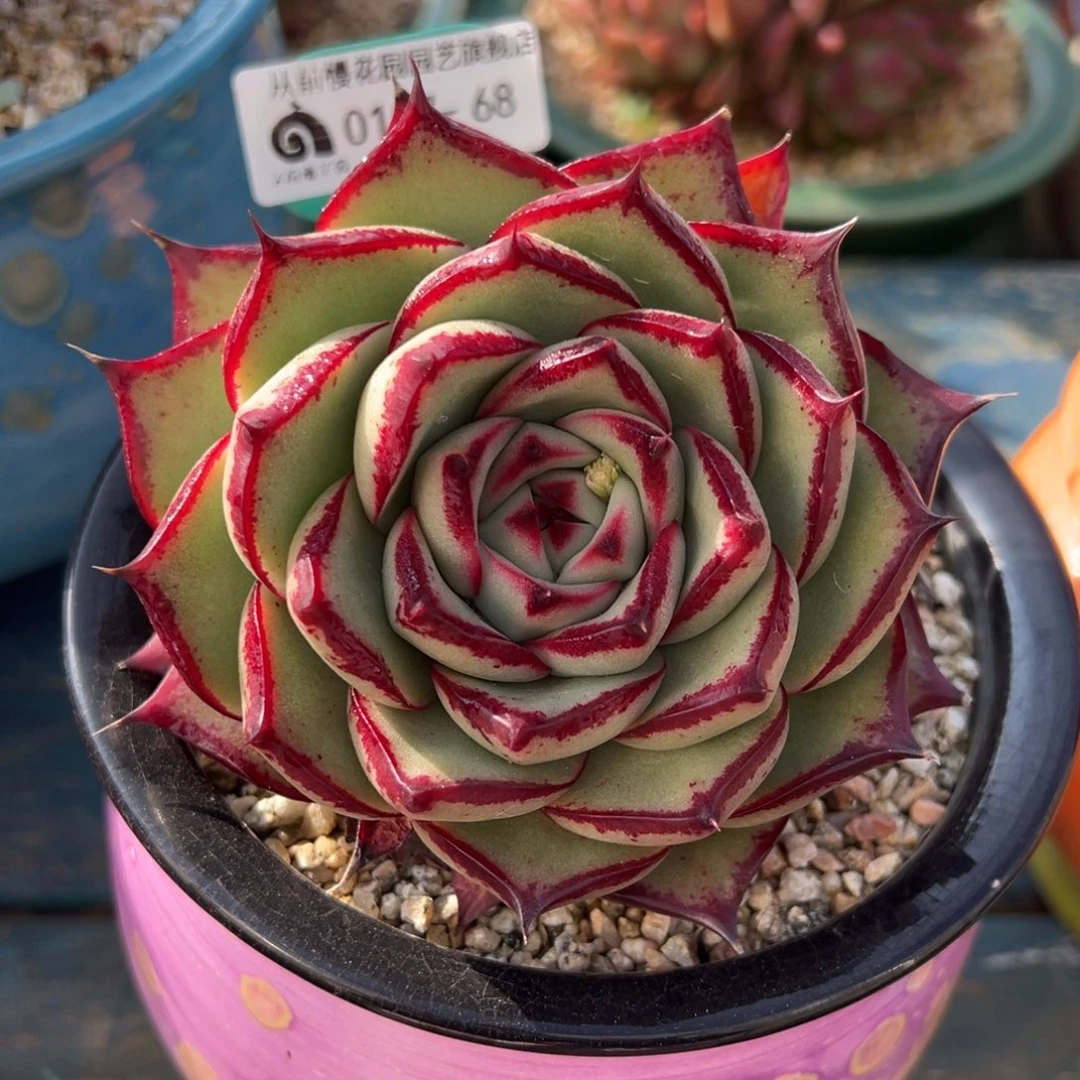 从前慢多肉精选编号0117.68