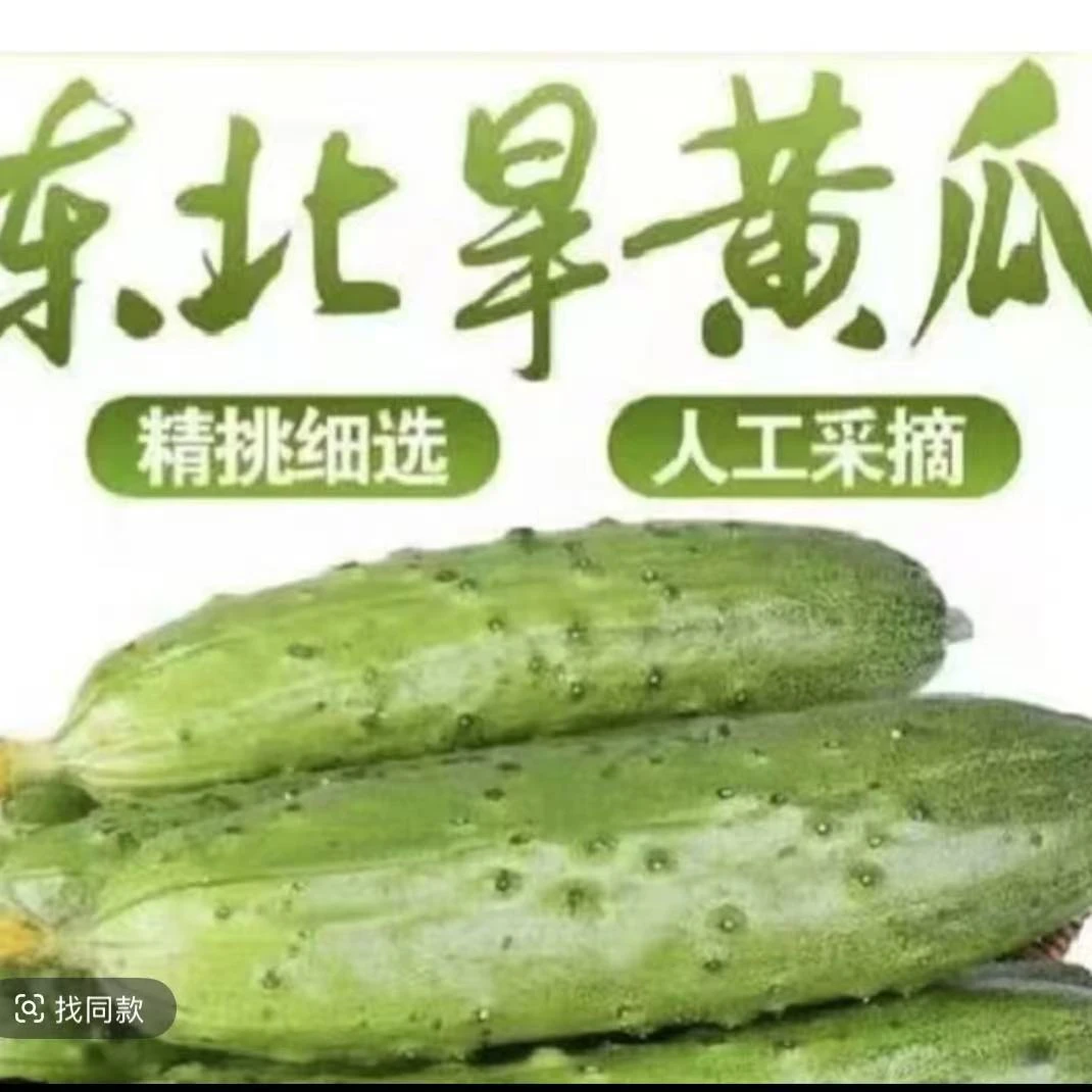 【福利】新鲜旱黄瓜水果黄瓜脆嫩爽脆现摘现发3斤5斤