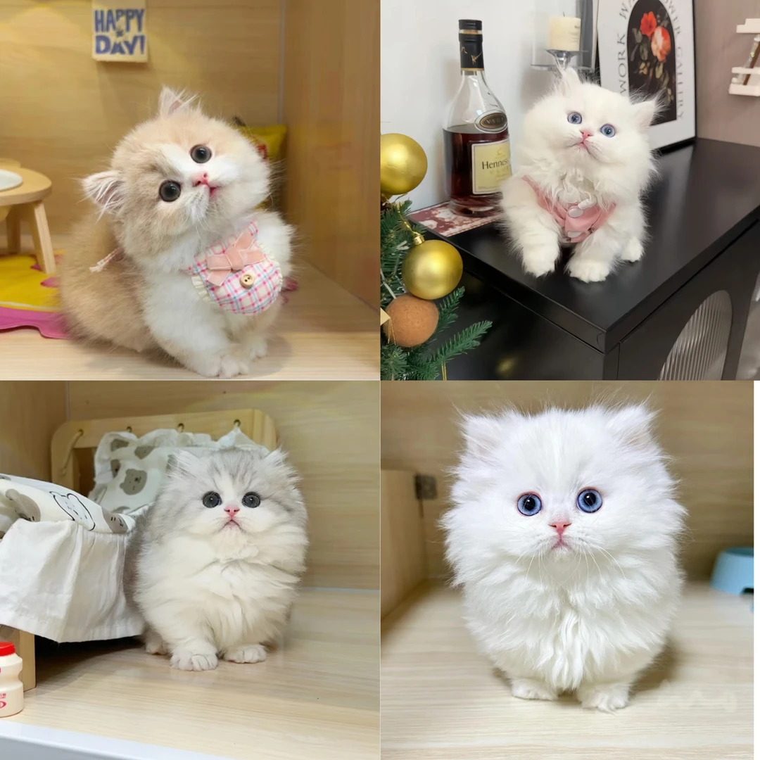 [有一家猫舍]活体猫咪