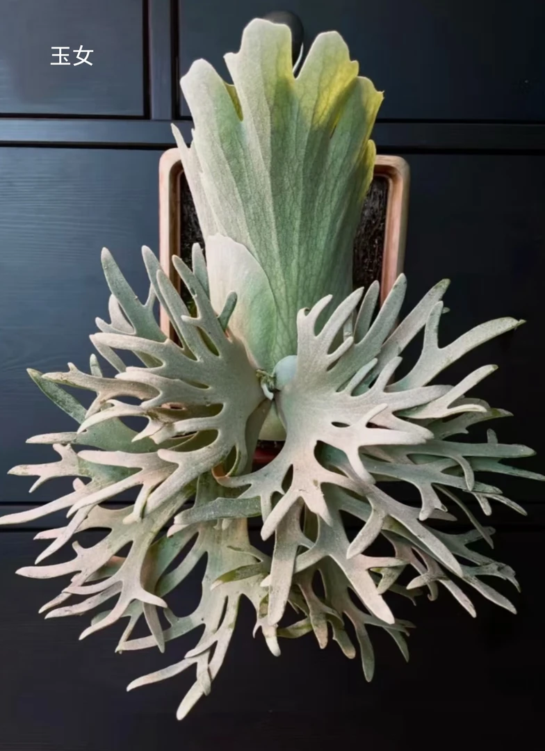 侏儒六神兽6缺一（大细菌玉女大nano中OMG大珍妮）