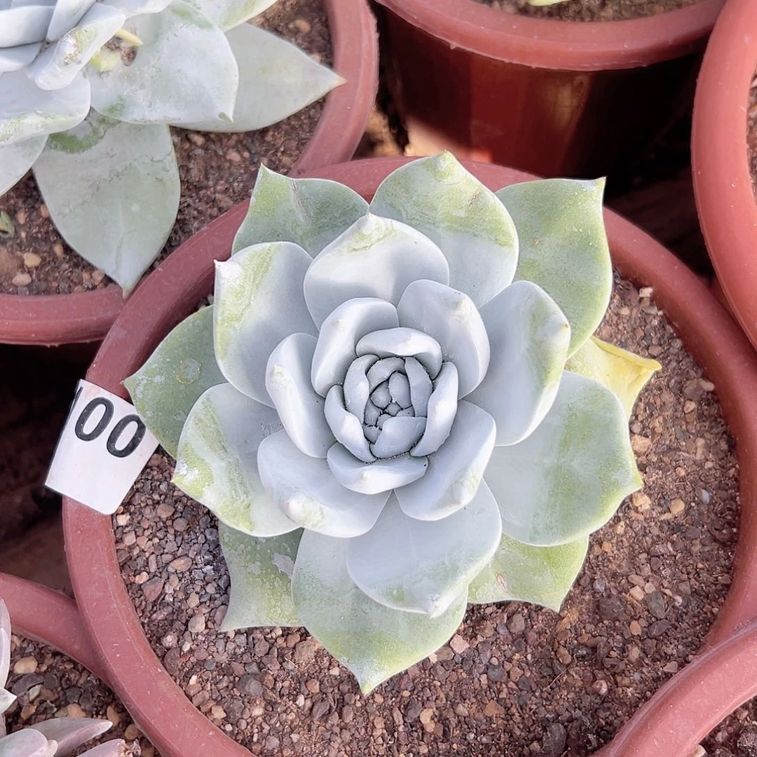 小鹿多肉福利多多100