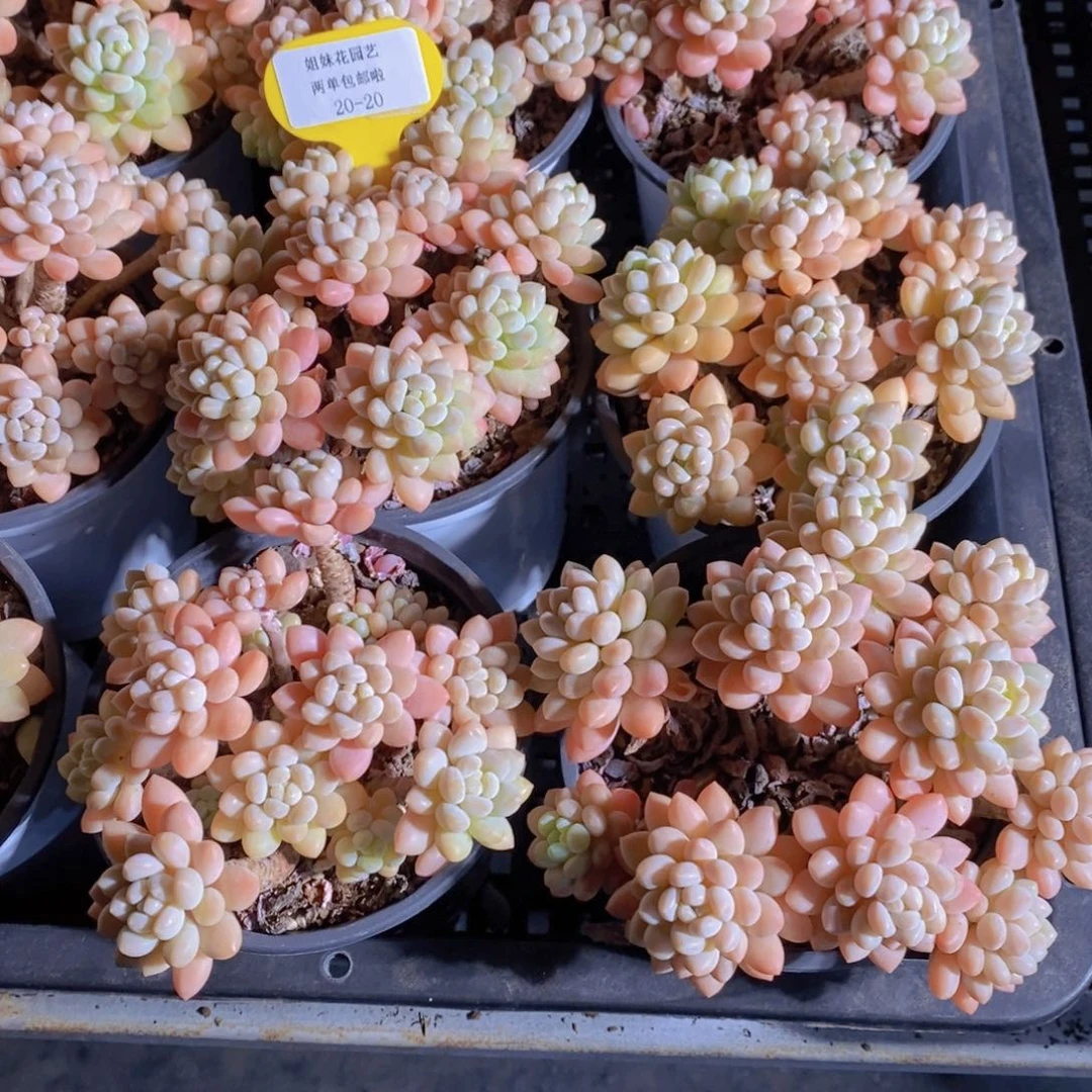 20-20-A级黄金鱼子酱多头捧花群一个