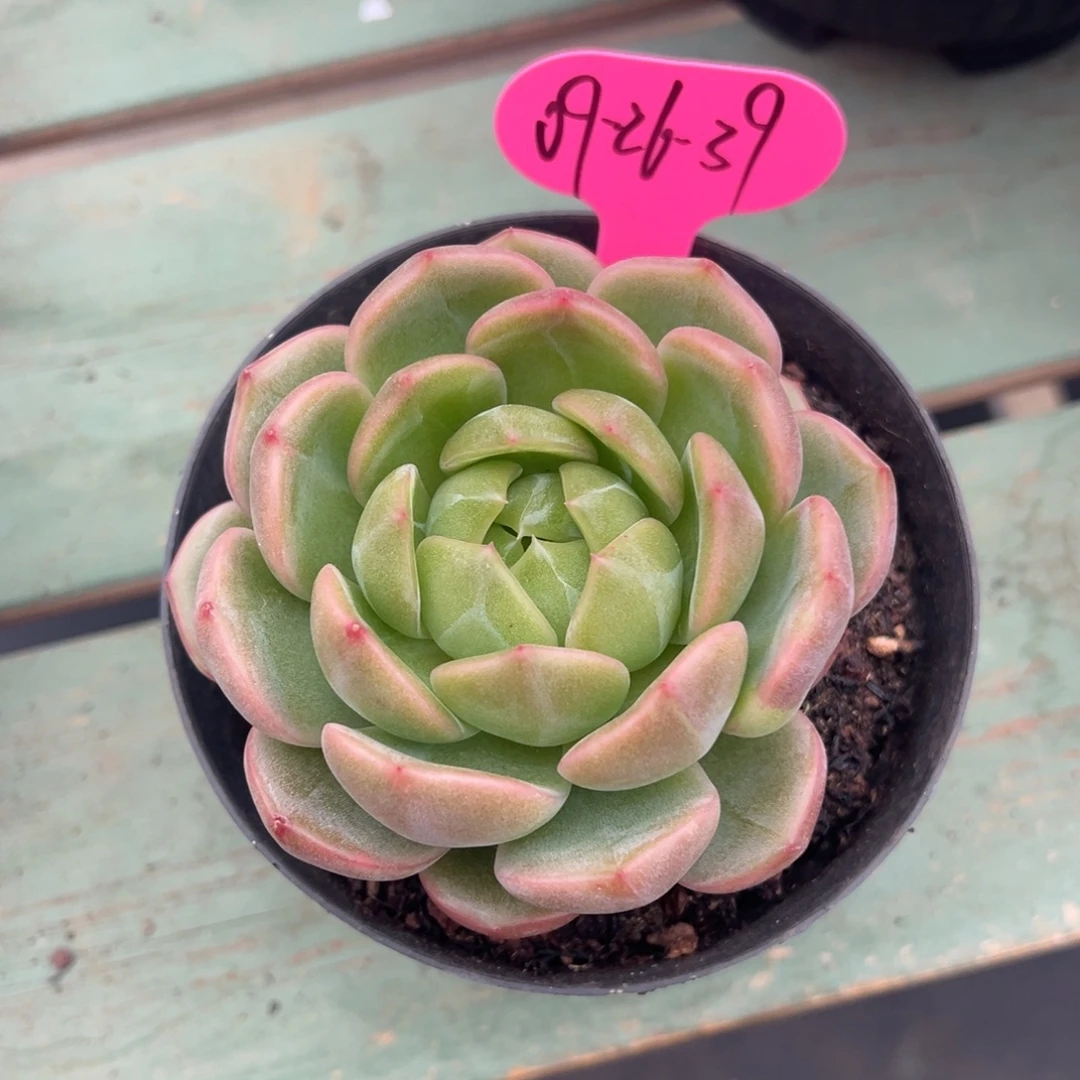 09-26-39新品珍妮多肉植物