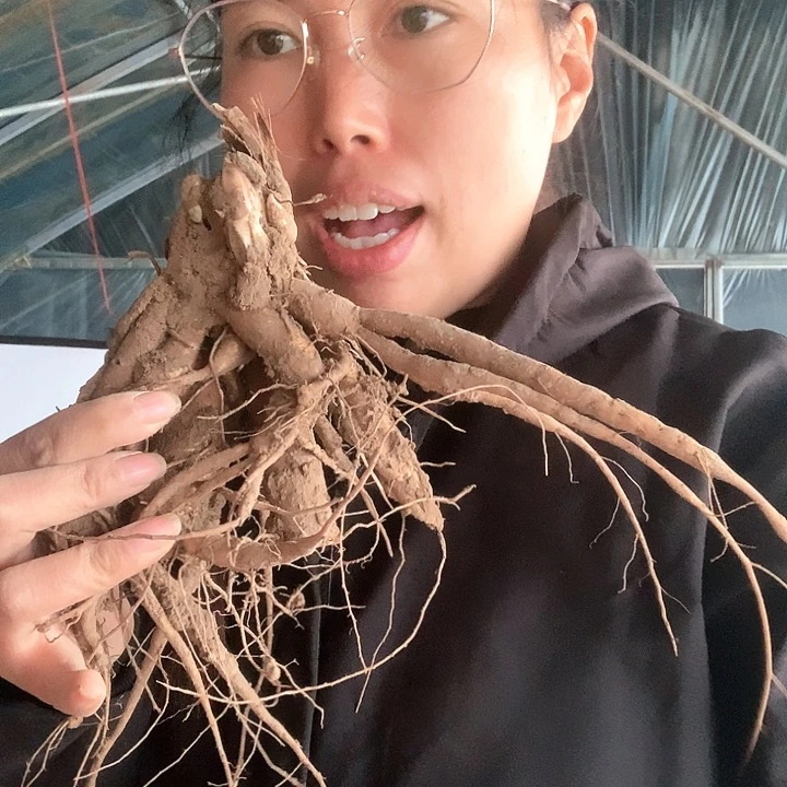 无花朵红色魅力一物一拍