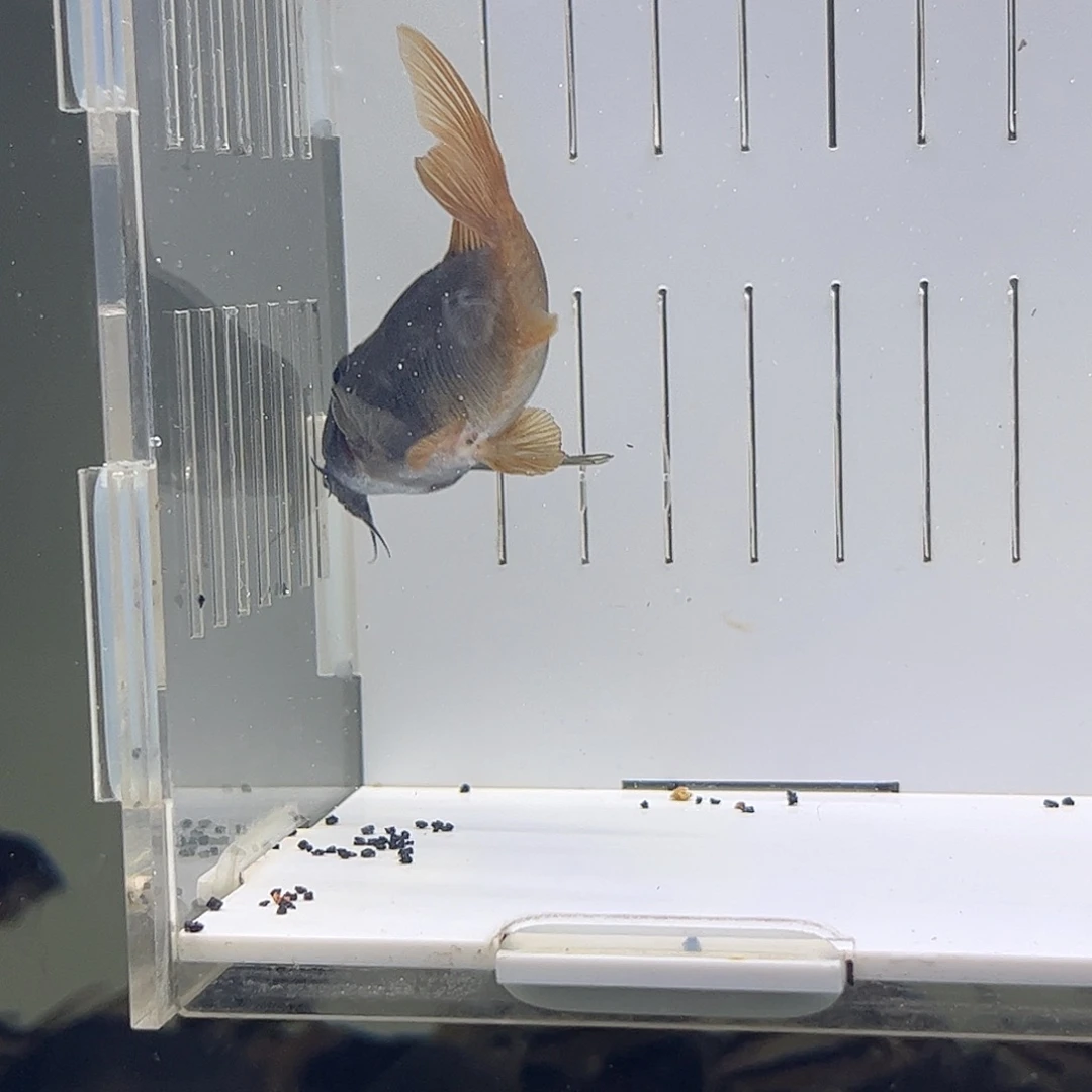 鼠鱼瑕疵超级红帆一条