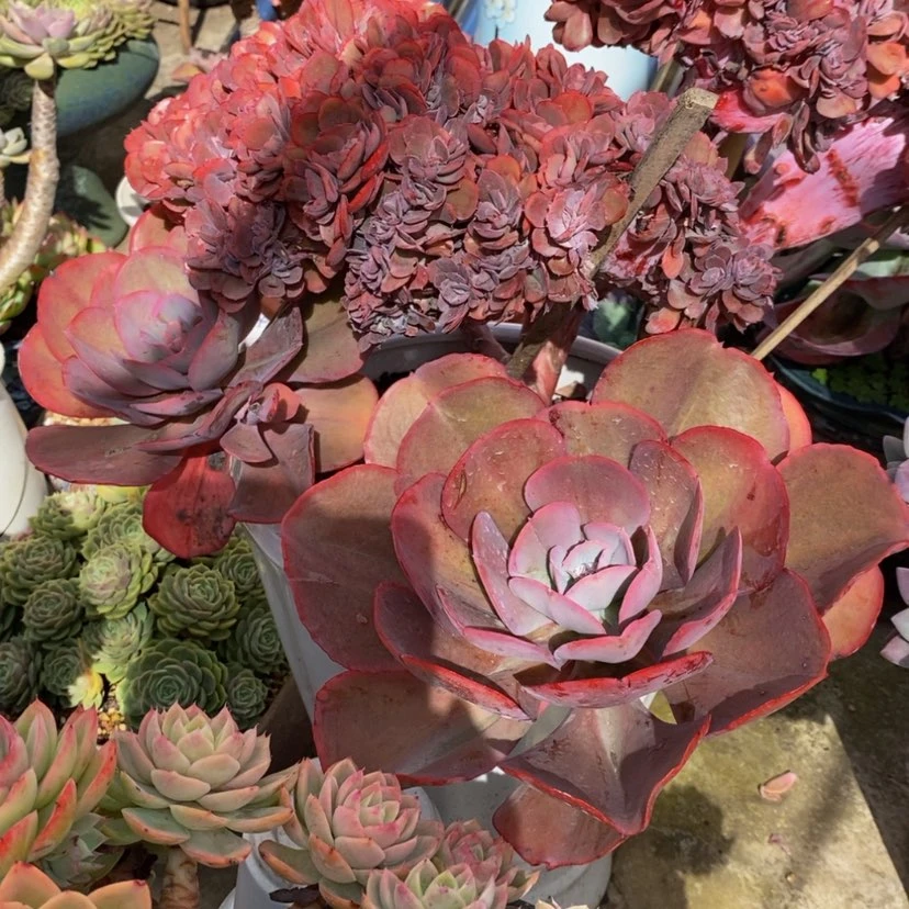 【闪购商品】大*姐多肉植物的