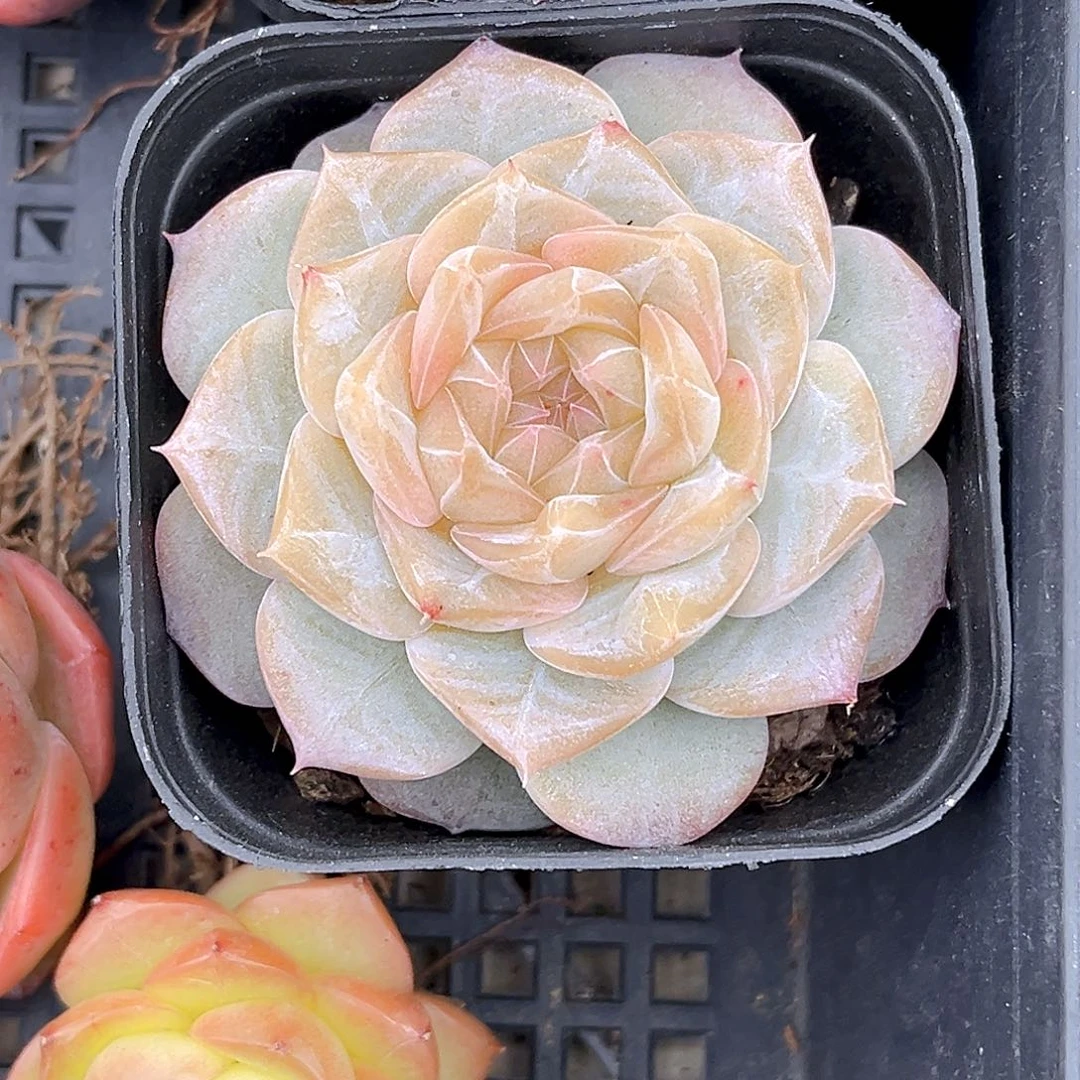 阿***路418 一物一拍多肉 藕花