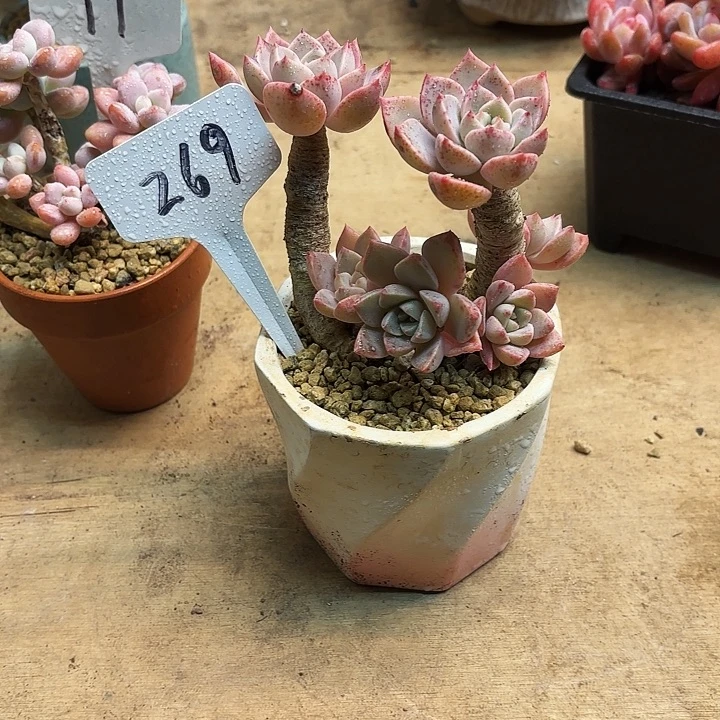 多肉植物，红粉佳人269号