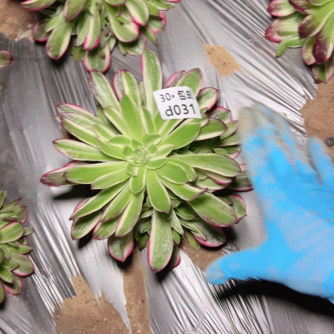 031海王多肉法师