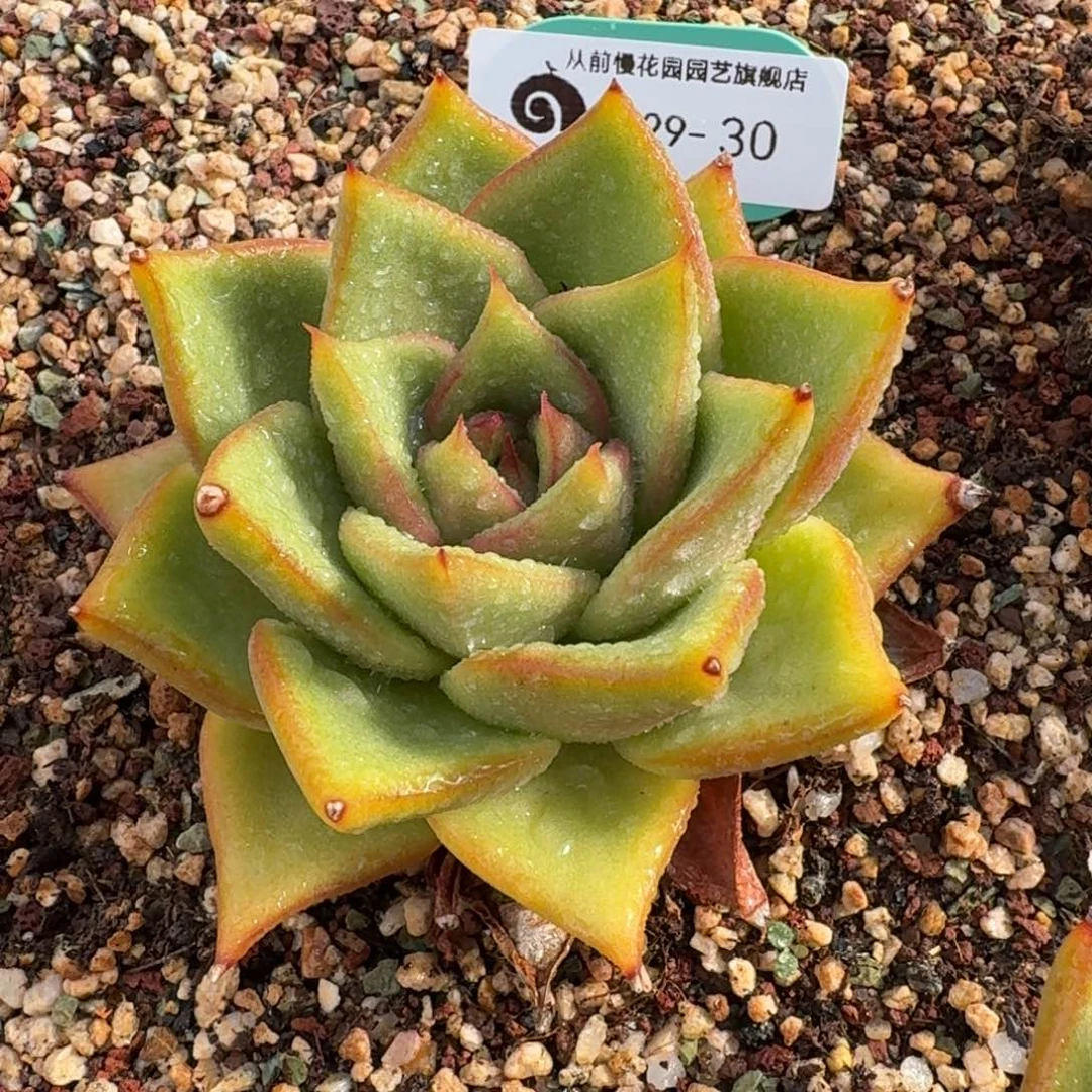 从前慢多肉精选编号0929.30