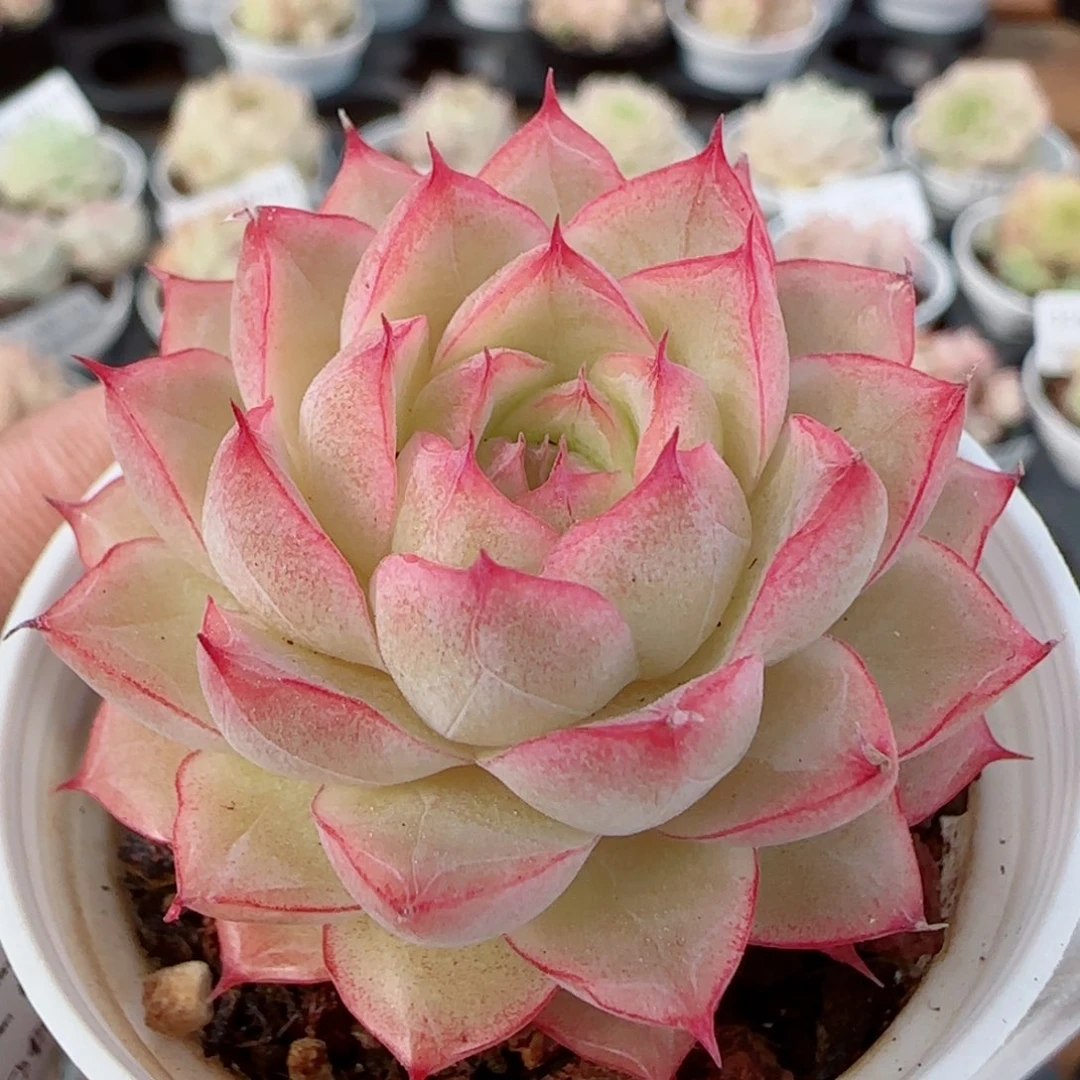 花语逸镜0327-341
