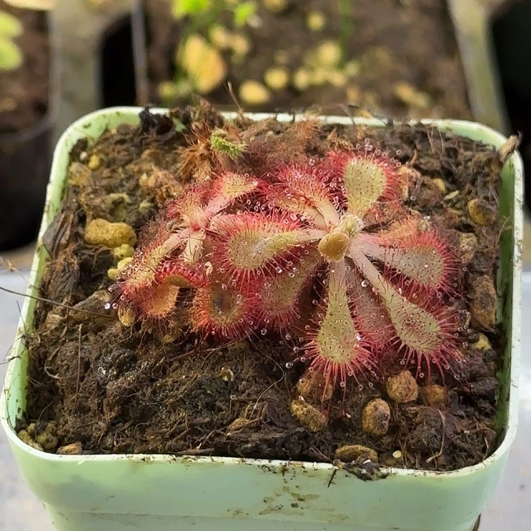 完全开放狄尔斯茅膏菜