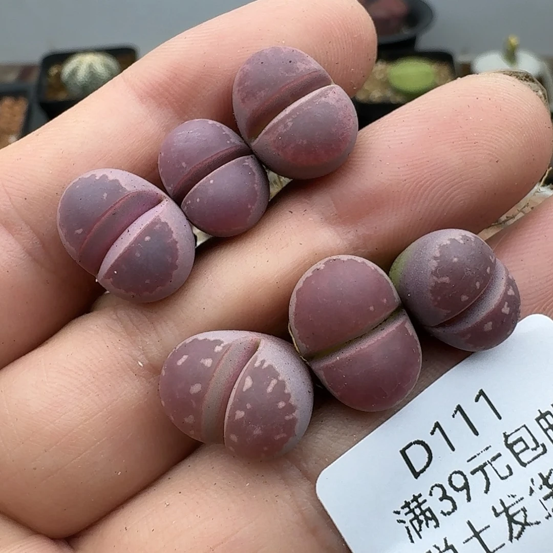 111多肉哈哈哈哈哈哈哈