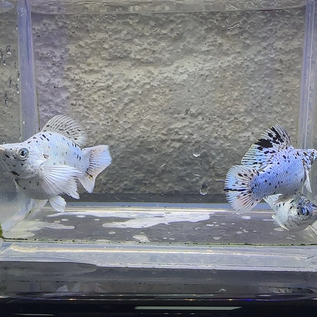 孔雀鱼奶牛圆尾。2公1