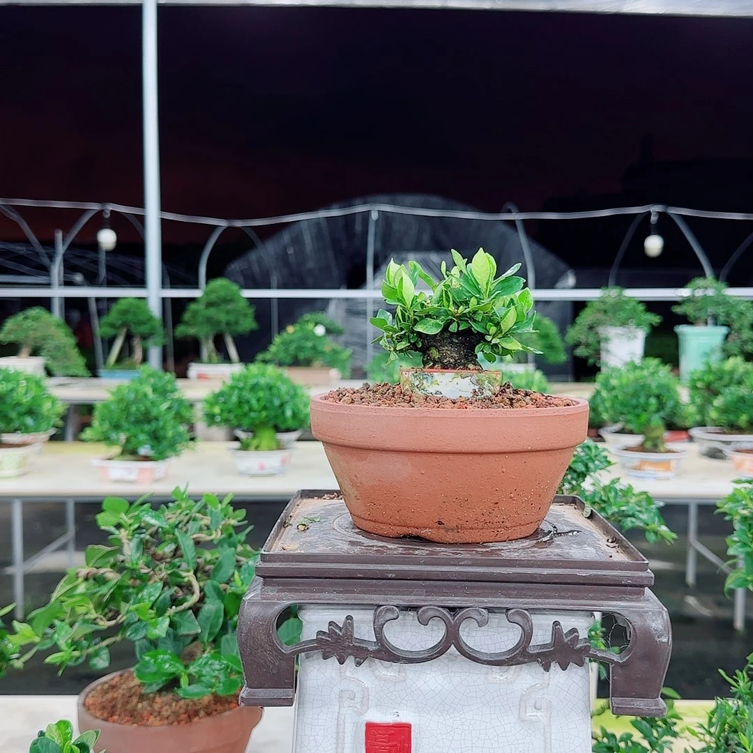 小***哥一寸法师栀子花一寸法师