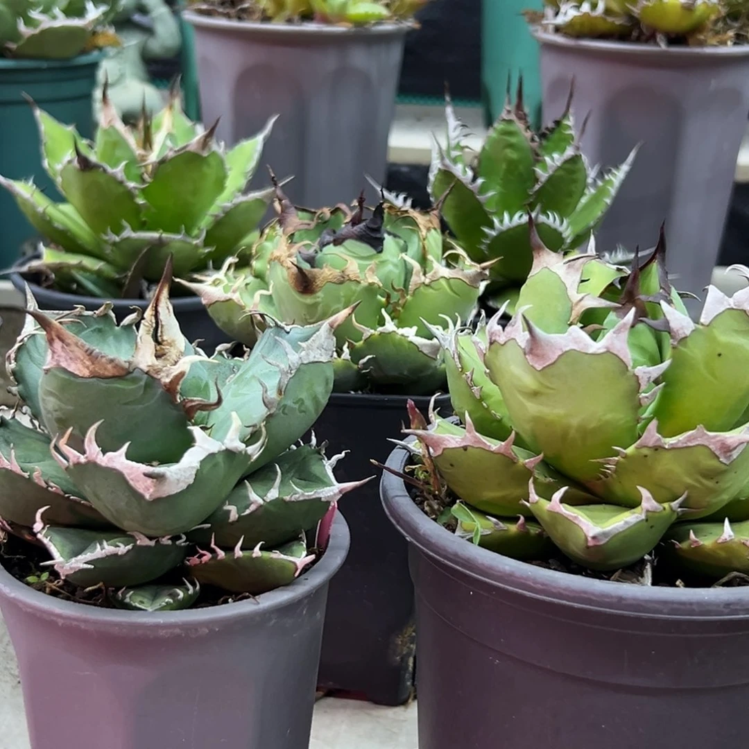 金***王姬仁立可白一物一拍偏远不包邮不退不换