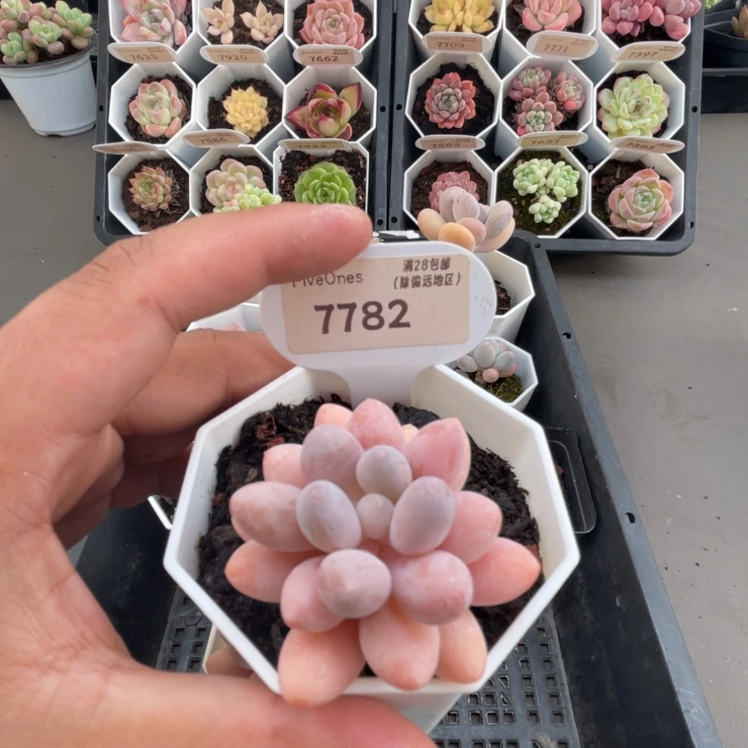 7782粉色恋人4.5厘米