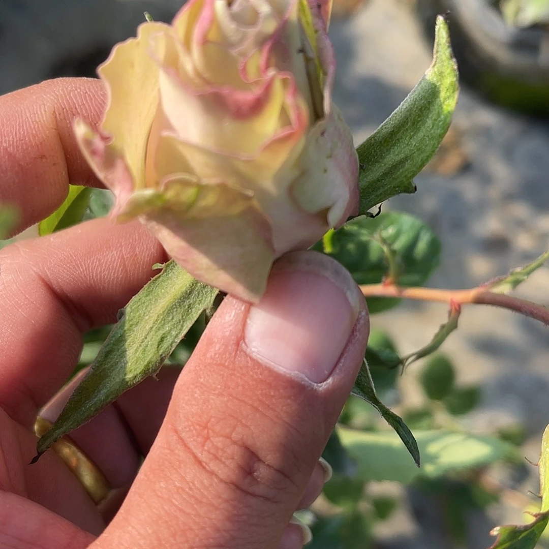 无花朵——-太空 月季 福利款