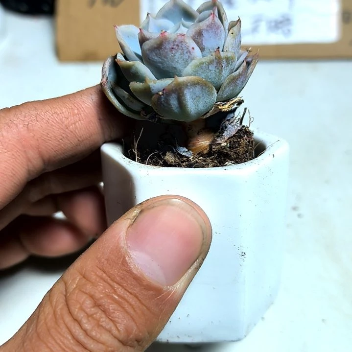 满6元包邮，约瑟林