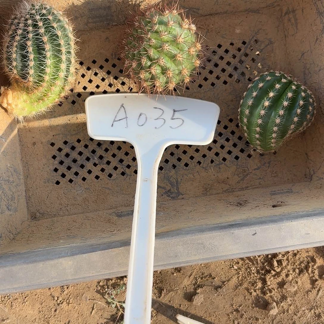 我****A035,159,138,苏乞儿侧牙