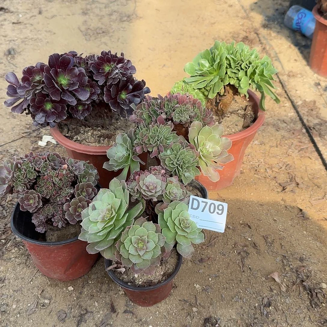 709欧紫绿缀玫瑰万缀微瑕共5颗