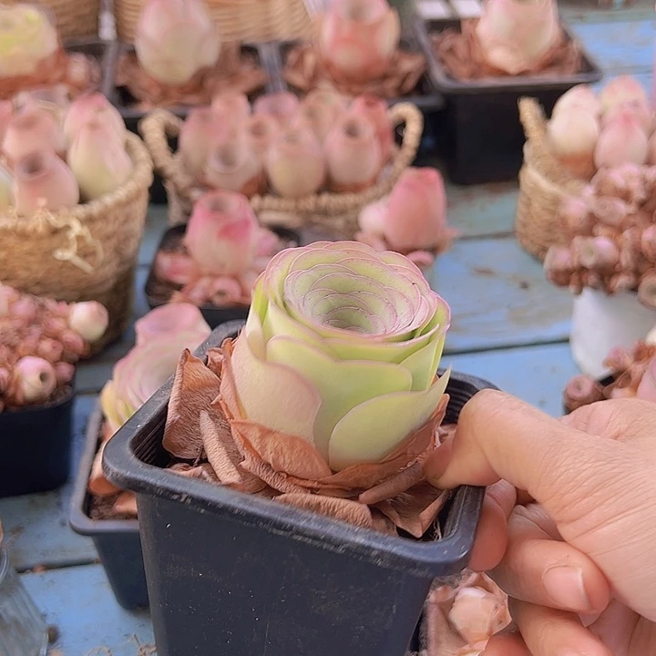 琉璃大酒杯一颗4-5厘米