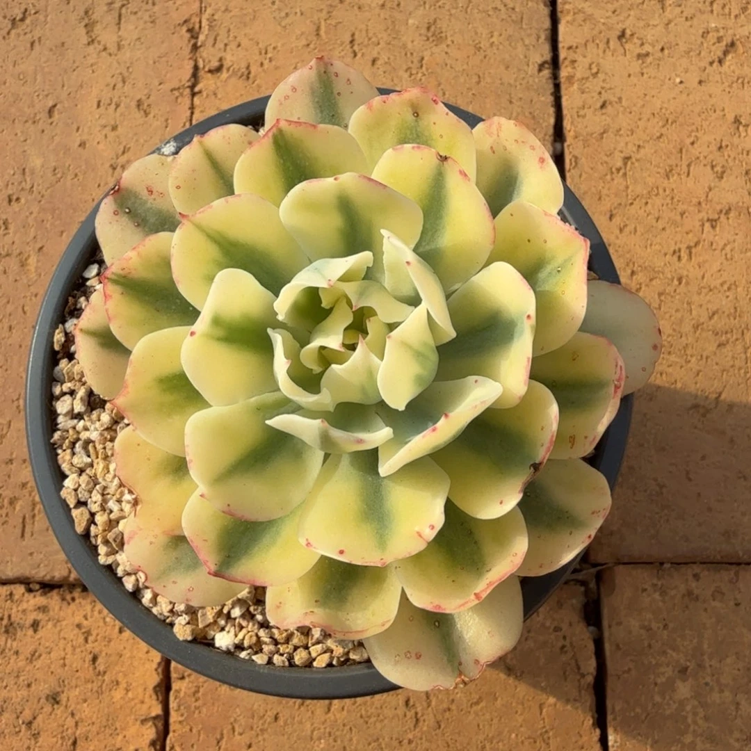 海啸锦锦上园艺一物一拍