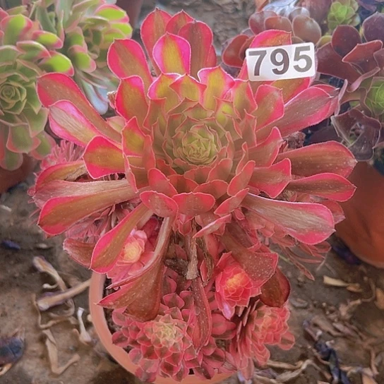 华***子一颗多肉法师植物