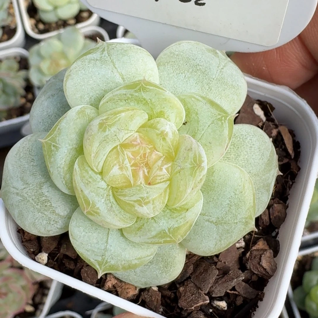 0925-032-清纯单头