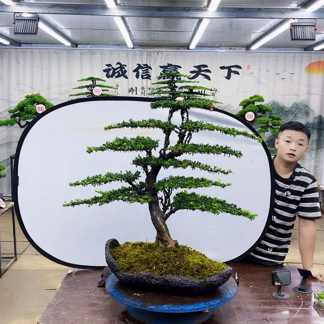 无花朵罗汉松盆景专场直播