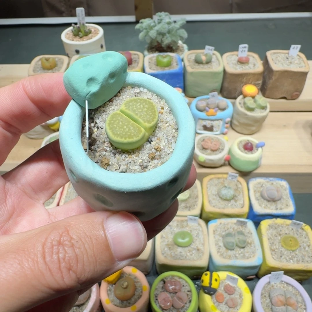 红陶请****尼蘑菇1130绿孔雀