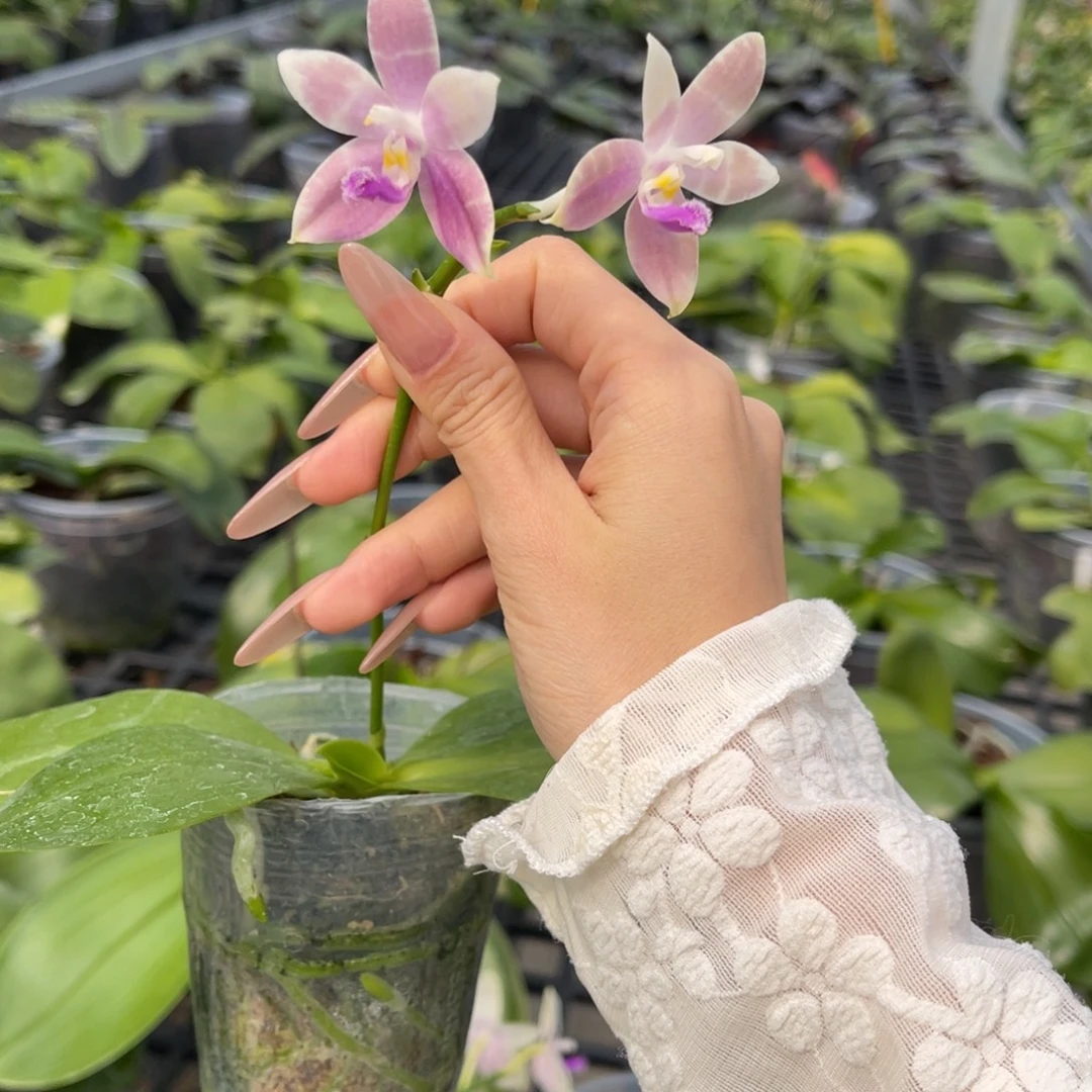 完全开放蘑菇盾交柳林蓝珍妮