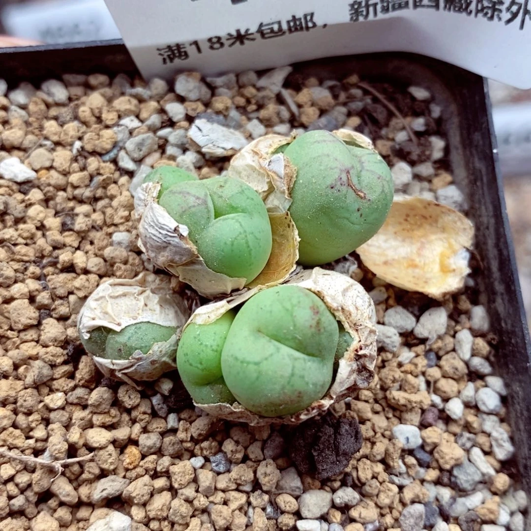 4663。