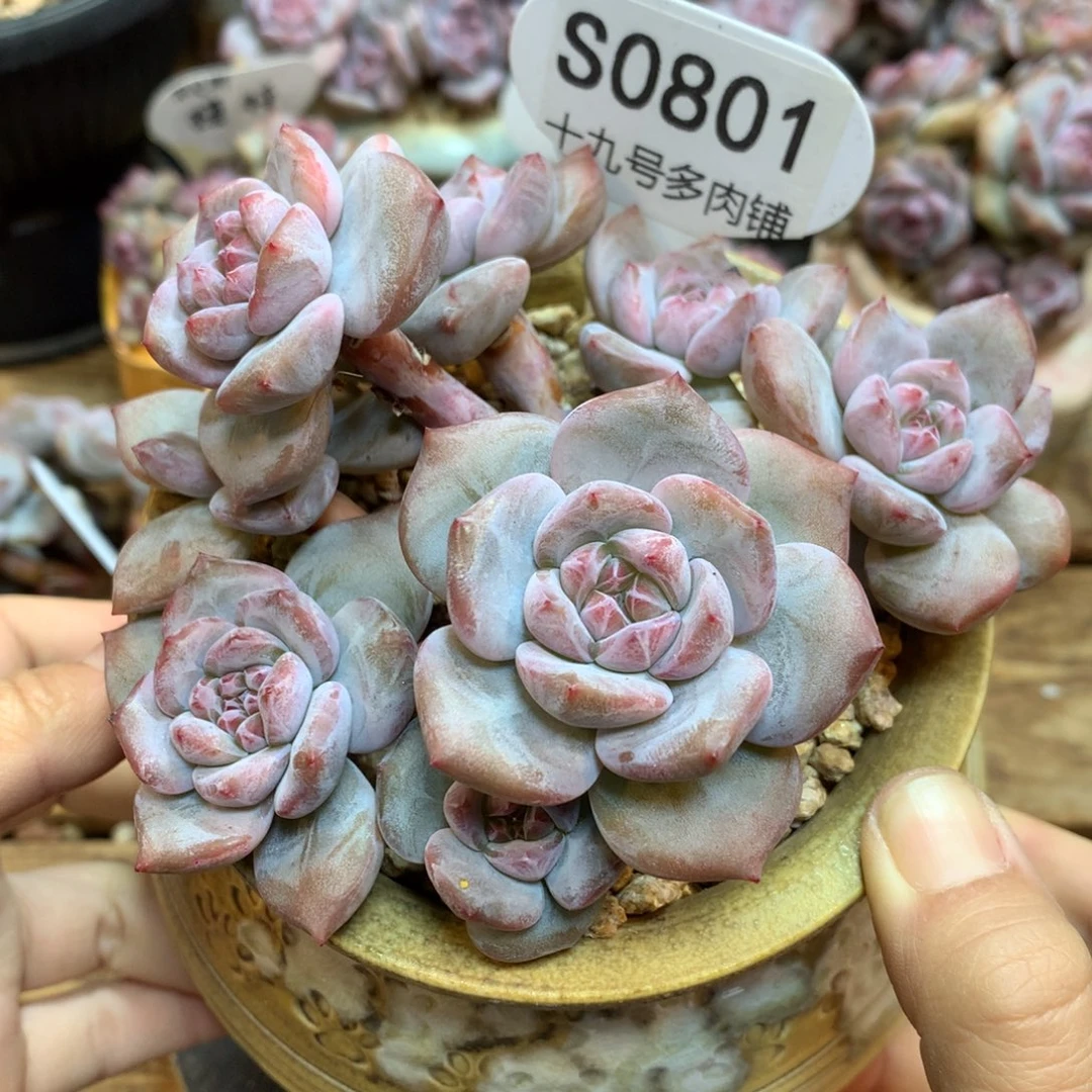 S0801 突尼斯8头 小树