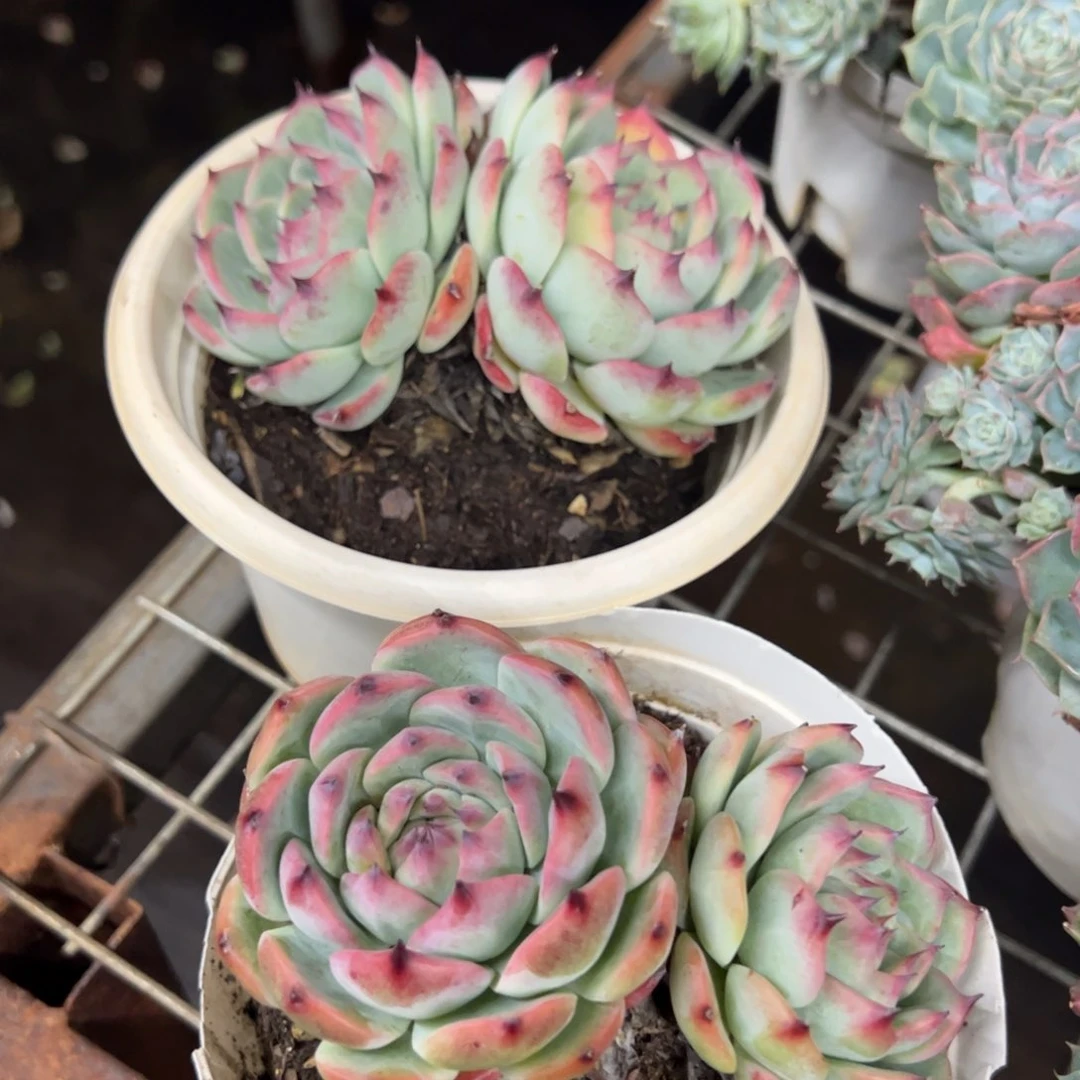 吉娃娃双头起发两盆