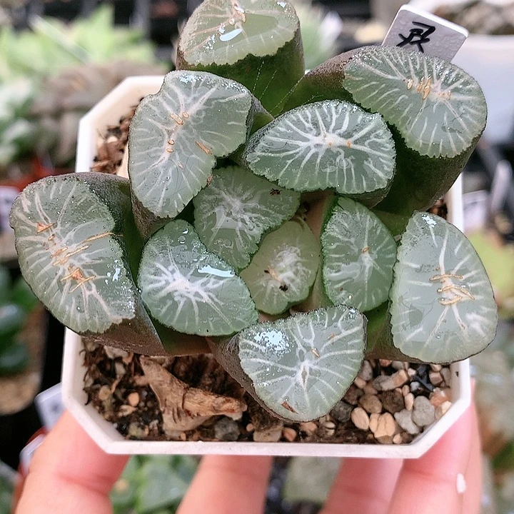 灵鹫山万象一物一拍