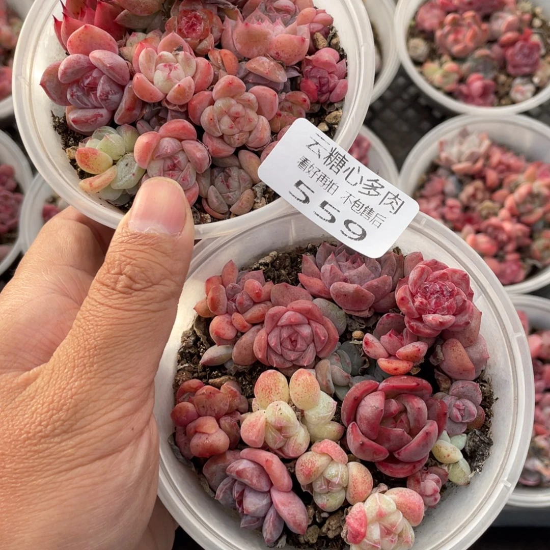 云糖心多肉植物559