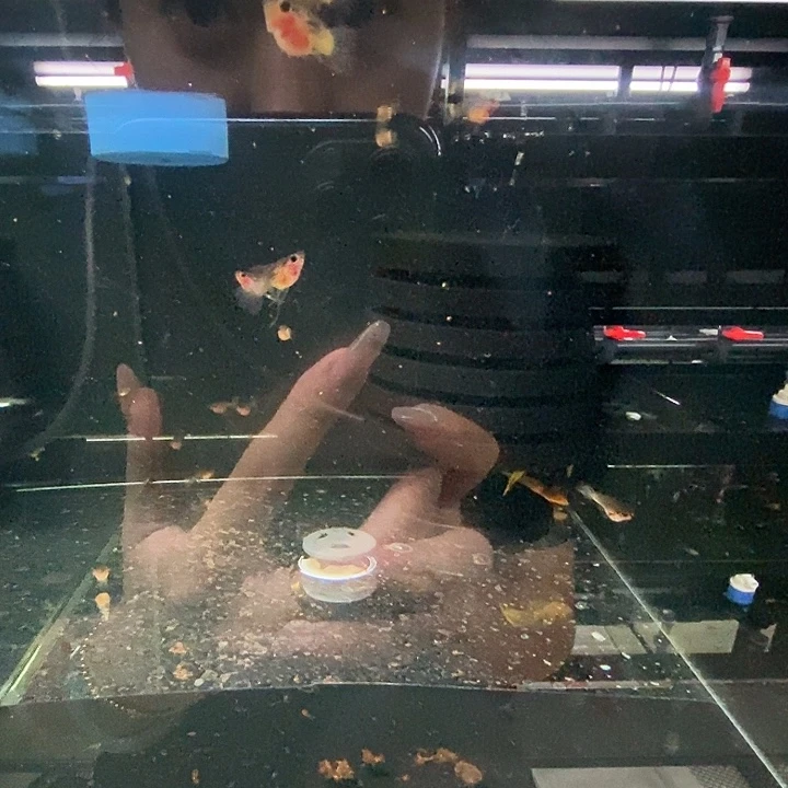 浮***梦孔雀鱼粉猫球c包缸