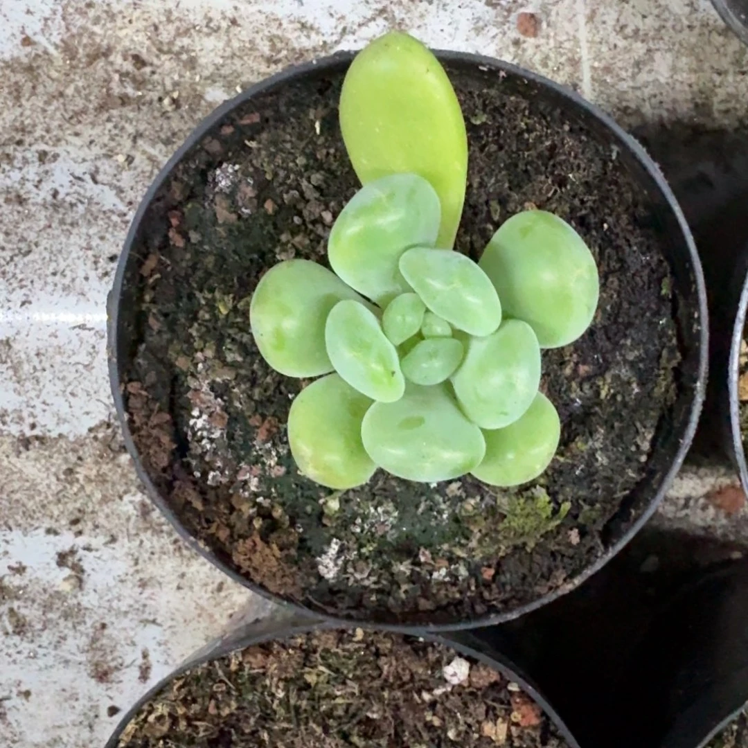 库克 叶插  一物一拍