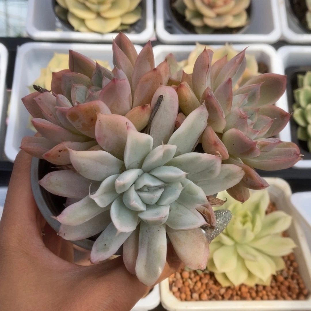 021辛普森锦锦锦锦锦锦