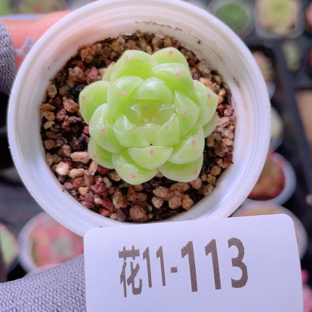 花利美11-113海王