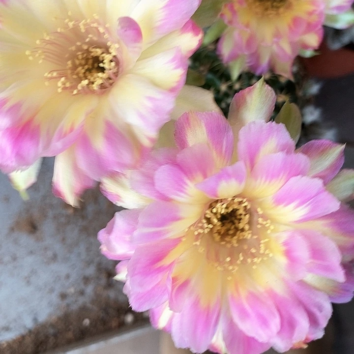 汤姆丽花仙人球346778