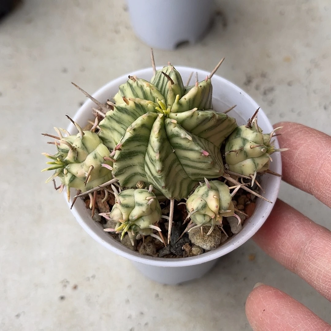 斑马锦仙人球一物一拍