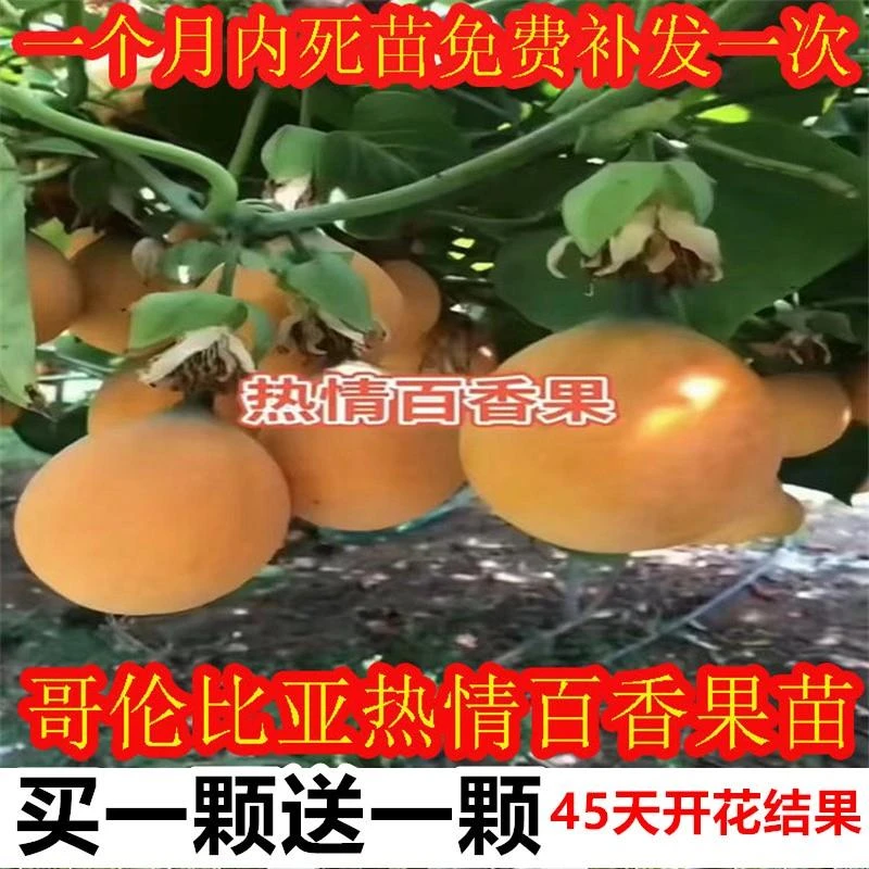 哥伦比亚热情果苗嫁接苗云南热情果树苗庭院阳台盆栽地栽南方种植