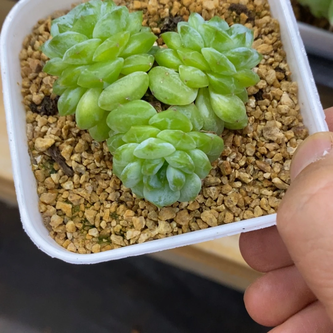 精品多肉一物一拍不包整59